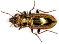 Notiophilus biguttatus